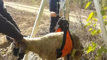 Koyunu 8 Metrelik Kuyudan İtfaiye Ekibi Kurtardı