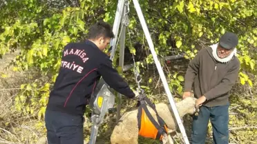 Kuyuya Düşen Koyunu İtfaiye Kurtardı