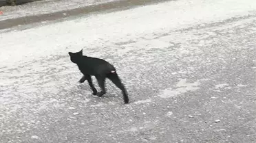 Sultangazi'yi Tedirgin Eden Vahşet
