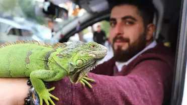 İguanasıyla Birlikte Müşteri Bekliyor
