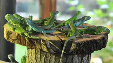 İguana Yavrularına İlgi