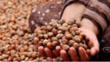 TMO Giresun'da Bir Ayda 799 Ton Fındık Aldı
