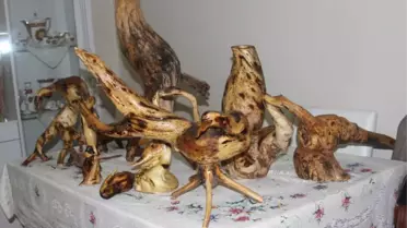 Ağaç Kökleri Sanat Eserine Dönüşüyor