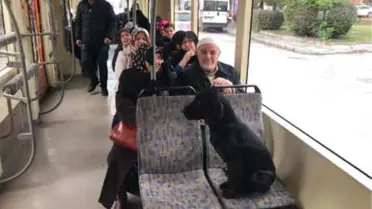 Sokak Köpeği, Duraktan Tramvaya Bindi