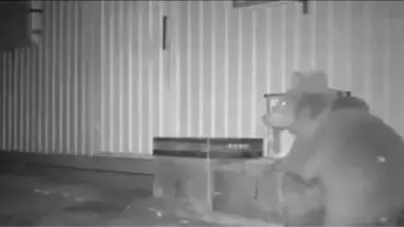 Ayıları Önce Kovaladı, Sonra Özür Dileyerek Bal Verdi