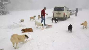 Donmak Üzere Olan Köpekleri Sobanın Yanında Isıtıp Etle Besliyor