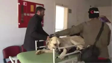 Belgemiz Var Avlanıyoruz' Dediler, Kangal Köpeği Vurarak Yürüyemez Hale Getirdiler
