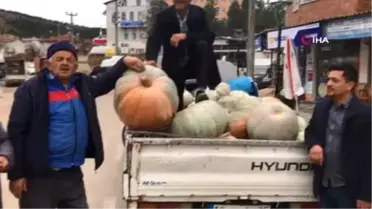 Bu Kabakların Tanesi Köyü Doyuruyor