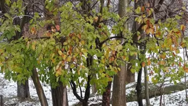 Kar Ortasında Yeşil Yapraklı Ayva Ağacı Şaşırtıyor