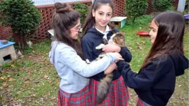 Avcılar'da Öğrencilerden Okul Bahçesine 7 Kedi Evi