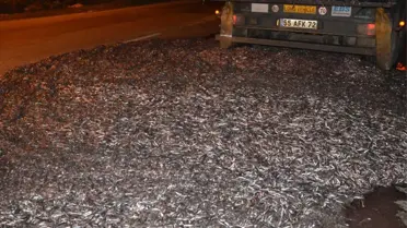 Kapağı Açılan TIR'ın Kasasındaki 15 Ton Hamsi Yola Döküldü