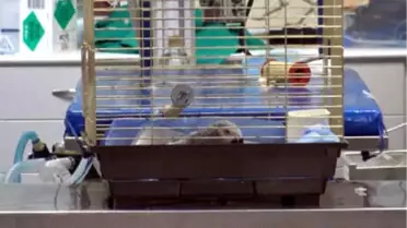 Murat Özdemir'in İşkence Ettiği Papağan Ameliyat Edildi