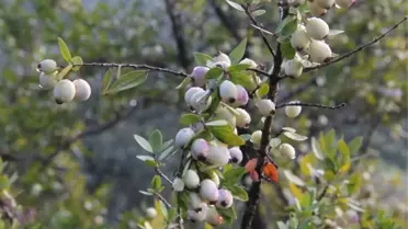 Murt'un Dondurması Üretildi