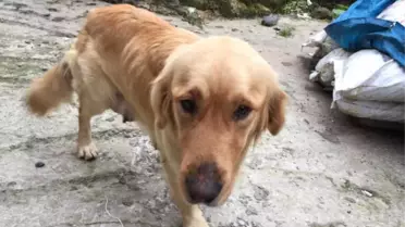 1 Aydır Sahibini Bırakıldığı Yerde Bekliyor