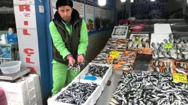 Hamsi Kavağa Çıktı