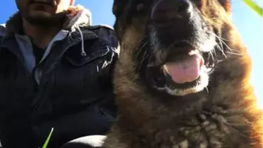 Caniler Köpeğe Tüfekle Ateş Açtılar