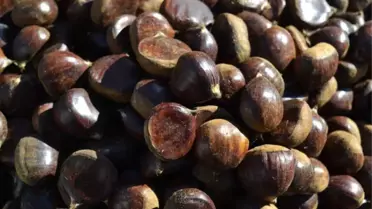 Sobalar Kestaneyi, Kestaneler Cebi Yakıyor