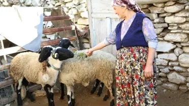 Büyükşehir'in 'Sakız Koyunu' Projesi Yaygınlaşıyor