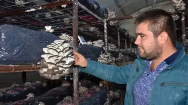 Yılda Tam 16 Ton Mantar Üretiyor! 'Genç Çiftçi' Projesiyle Hayatı Değişti