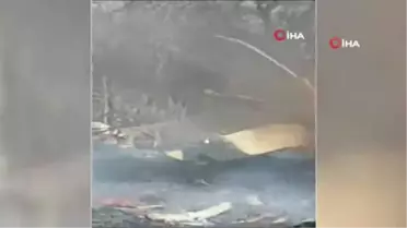 Meksika'da Vali Helikopter Kazasında Hayatını Kaybetti