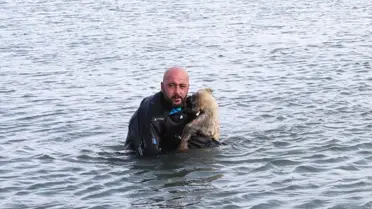 Dalgıç Polis, Buzları Kırıp Donmak Üzere Olan Köpeği Kurtardı