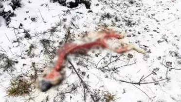 Aç Kalan Kurtlar Çoban Köpeğini Parçaladı