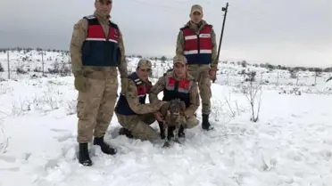 Diyarbakır'da Askerler, Yaralı Akbabayı Donmak Üzereyken Buldu