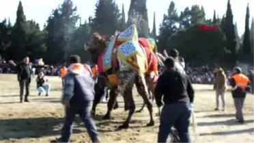 Balıkesir Gömeç'te Deve Güreşi Heyecanı