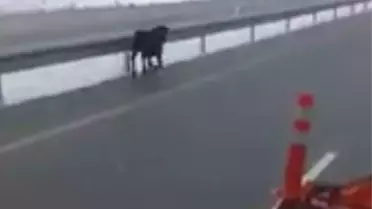 Karayolunda Koşan Dana Paniği