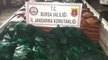Jandarmanın Durdurduğu 2 Araçta 19 Ton Kaçak Midye Bulundu