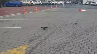 Karganın Cevizle İmtihanı Kamerada