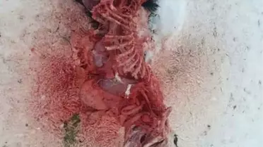 Aç Kurtlar Köpeği Parçaladı
