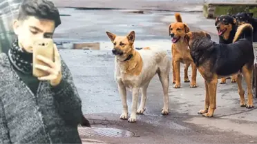 Kayseri'de Liseli Genci Parçalayarak Öldüren Sokak Köpekleri, Dehşet Saçmaya Devam Ediyor