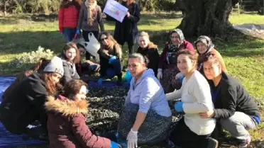 Lösemili Çocuklar İçin İmece Usulü ile Zeytin Hasadı Yaptılar