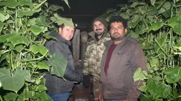 Sera Üreticileri, Gözleri Termometrede 'Don Nöbeti' Tutuyor (2)