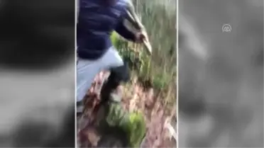 Dereye Düşen Karaca Kurtarıldı