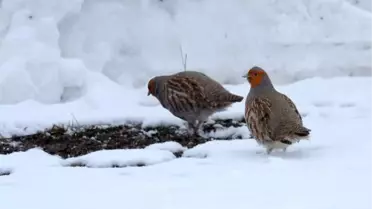 Tunceli'de Koruma Altındaki Su Samuru ve Çil Kekliği Görüntülendi