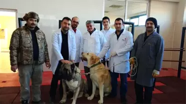 Köpeklere Suni Tohumlama Yöntemi
