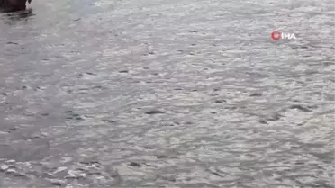 Kaş Kıyılarında Akdeniz Foku Görüldü