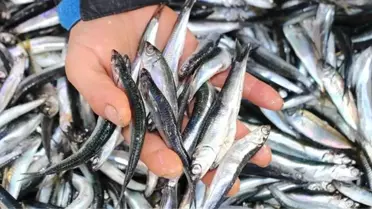Yerli Hamsi Kalmayınca Balıkçılar Gürcistan Hamsisine Yöneldi! Fiyatlar Yarı Yarıya Düştü