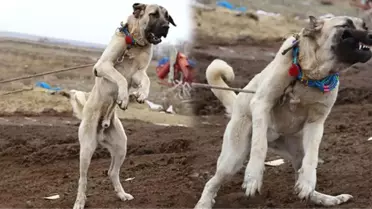 'Aksaray Malaklısı' Olarak Bilinen Çoban Köpeklerine Dünyanın Birçok Ülkesinden Talep Yağıyor