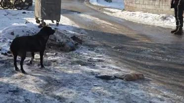 Muş'ta Aracın Çarptığı Köpek Yavrusu Telef Oldu