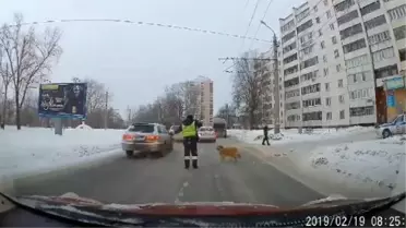 Karşıya Geçemeyen Köpek İçin Trafiği Durdurdu