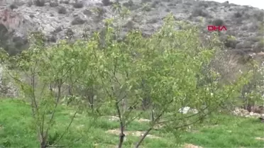 Mersin Yılın İlk Çağlası, Işıklı'dan