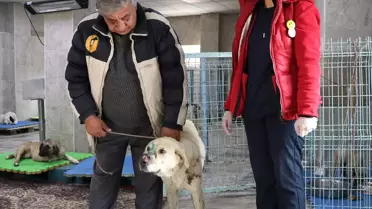Yaralı Köpekler Tedavi Altına Alındı