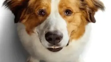 A Dog's Journey Filmi