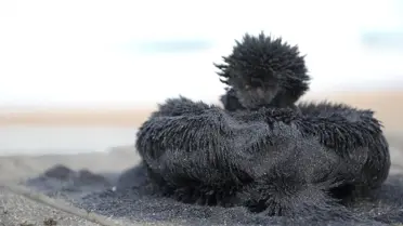 Bioenerjiyi Düzenleyen Mucizevi Kum!