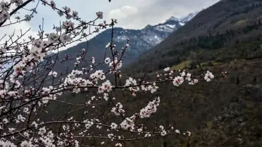 Gümüşhane'de Badem Ağaçları Çiçek Açtı