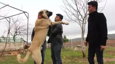 Güçlü ve İri Cüsseli 'Guregh' Köpekleri, Otomobil Fiyatına Satılıyor