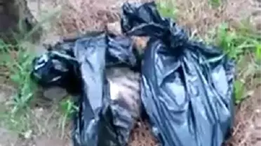 Ormanlık Alanda Poşetler İçinde 6 Kedi Ölüsü Bulundu
